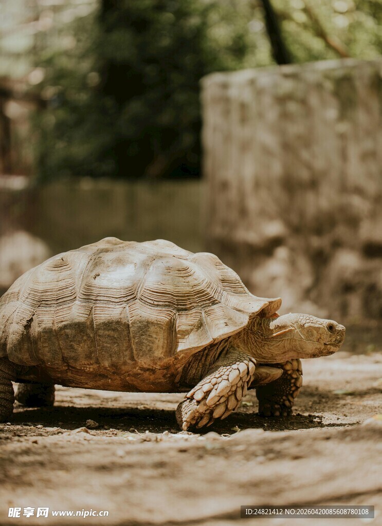 陆地上的孤独乌龟