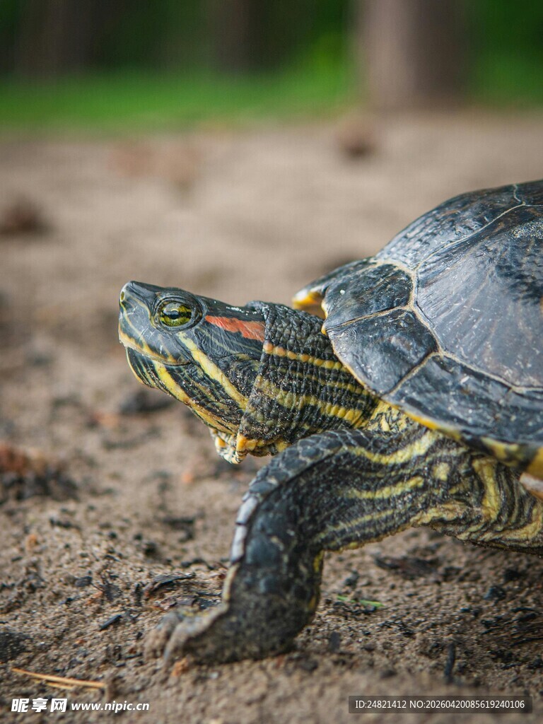 行走的彩色斑纹乌龟