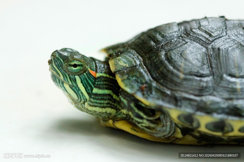 绿壳乌龟特写