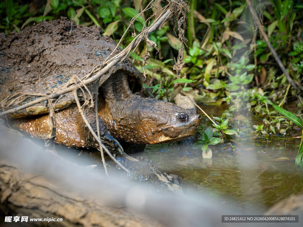 溪边龟藏于草木间