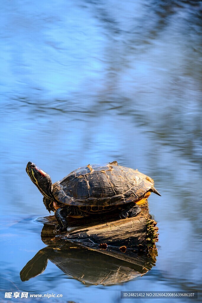 木上乌龟静享水中时光