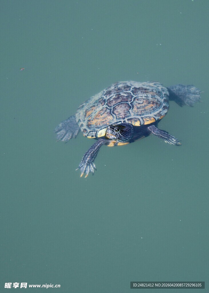 水中遨游的小海龟