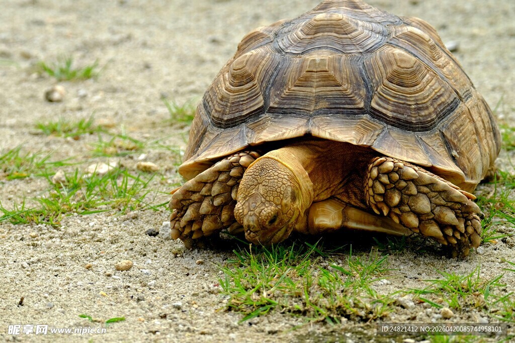 沙漠中行走的乌龟