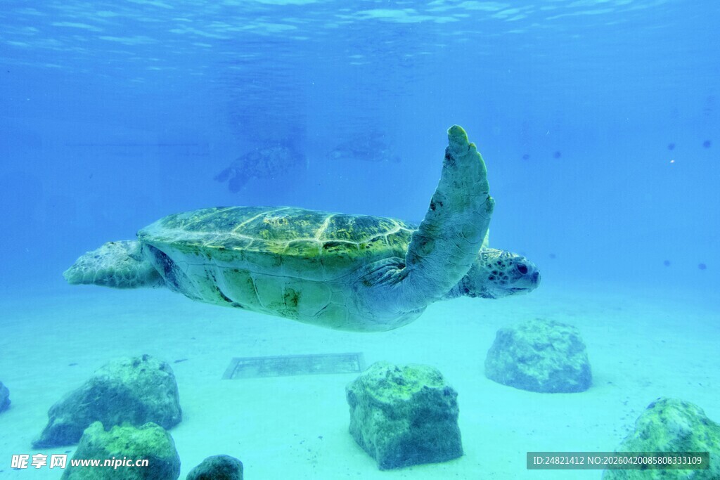 海底遨游的绿海龟