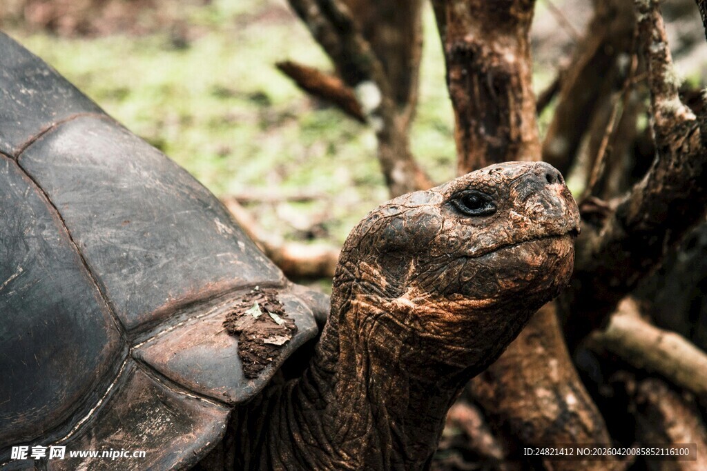 乌龟探头于树根间
