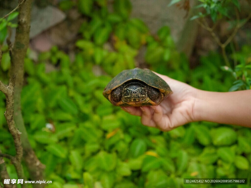 手托乌龟于绿意之中