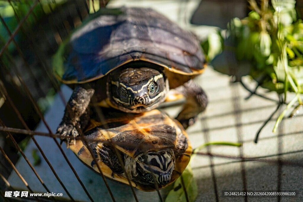 两只乌龟叠在一起晒太阳
