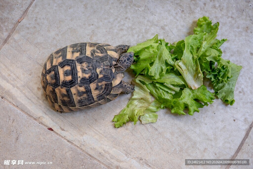 陆龟与新鲜生菜