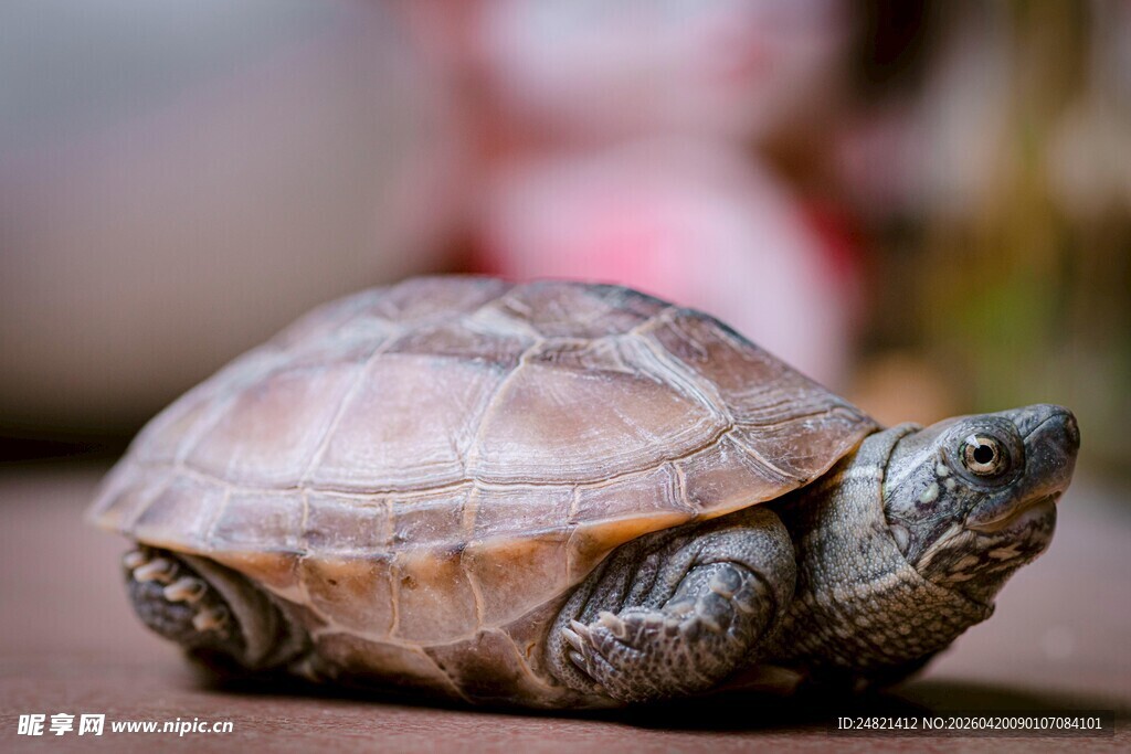 可爱乌龟特写