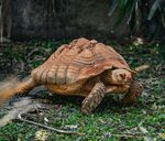 草地上的大乌龟