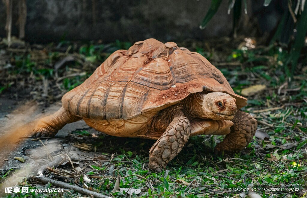 沙漠地鼠龟在草地中爬行