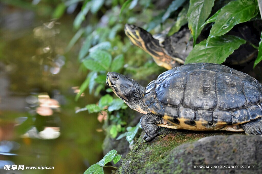 岩石上休憩的两只乌龟