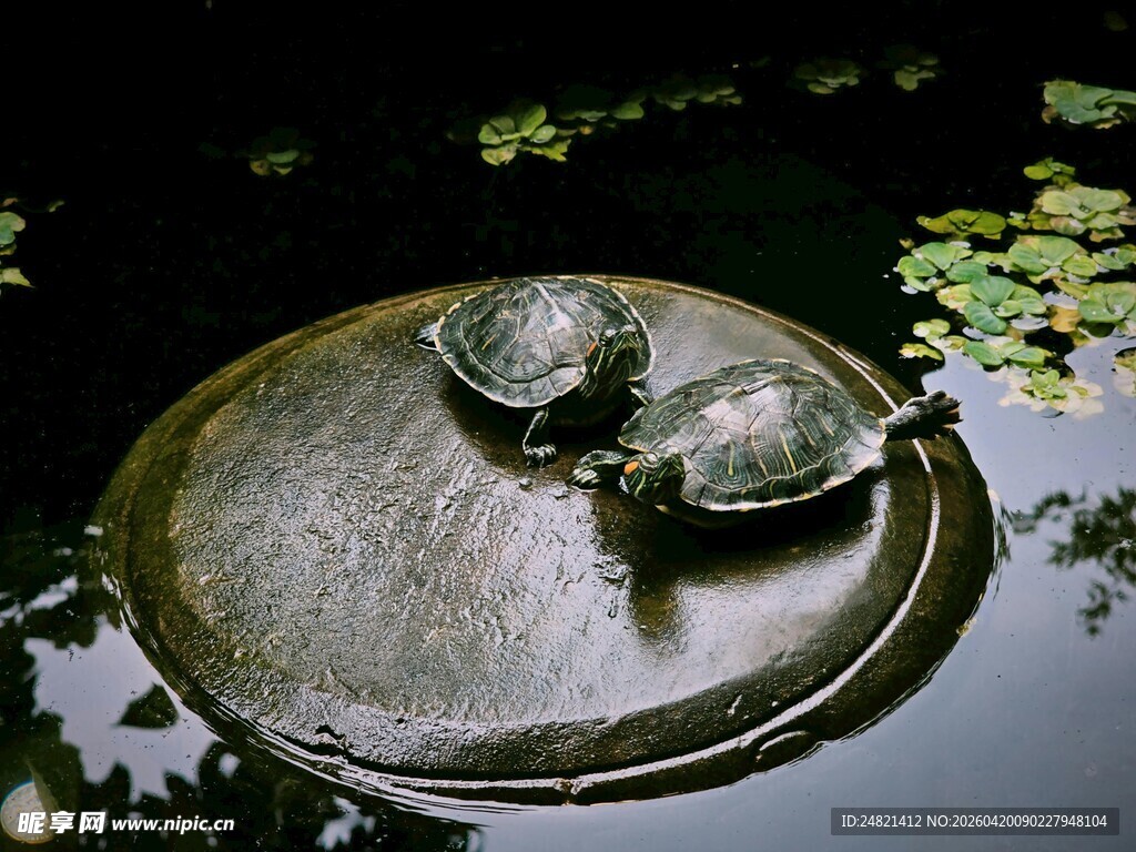 石上双龟静憩于荷塘