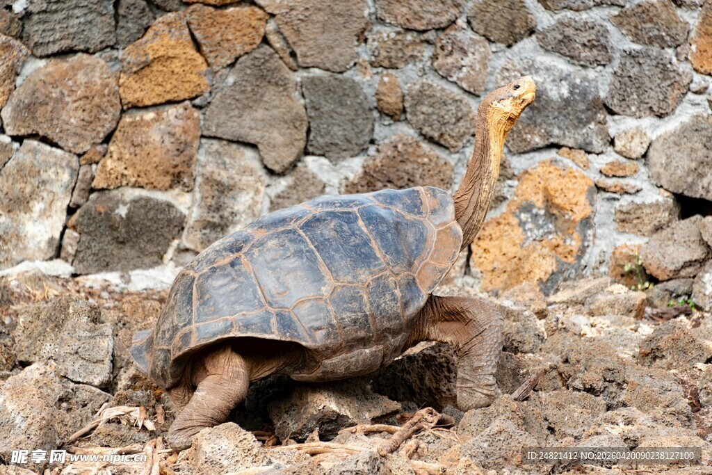 石墙边的大乌龟
