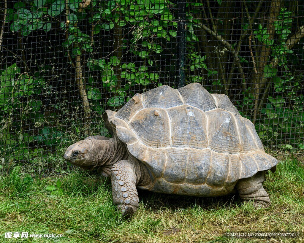 草地上的巨型乌龟