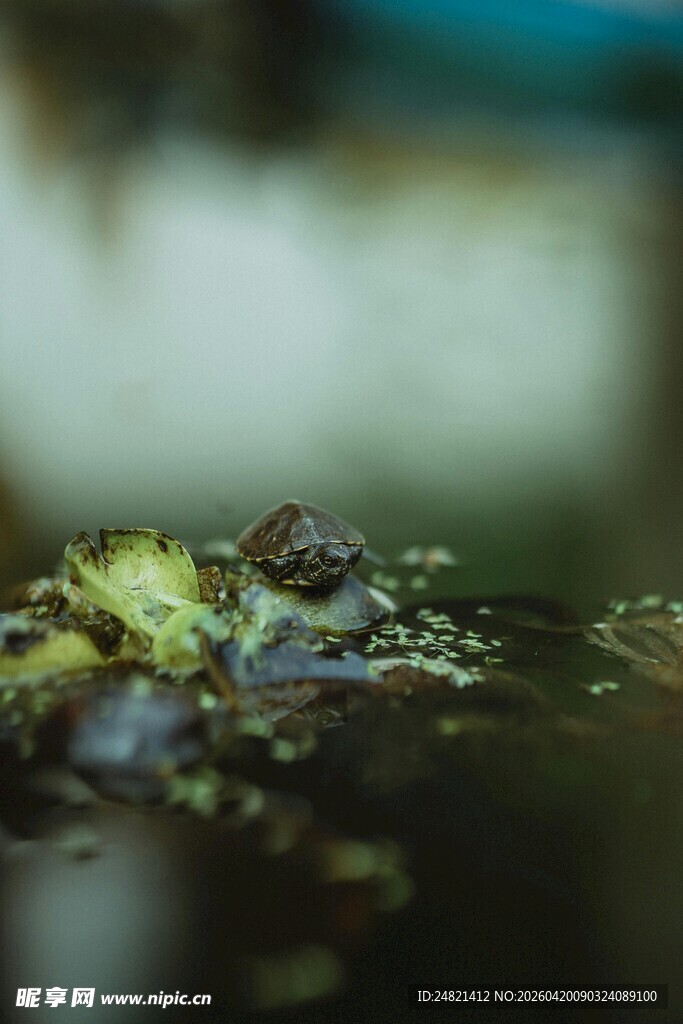 水中乌龟
