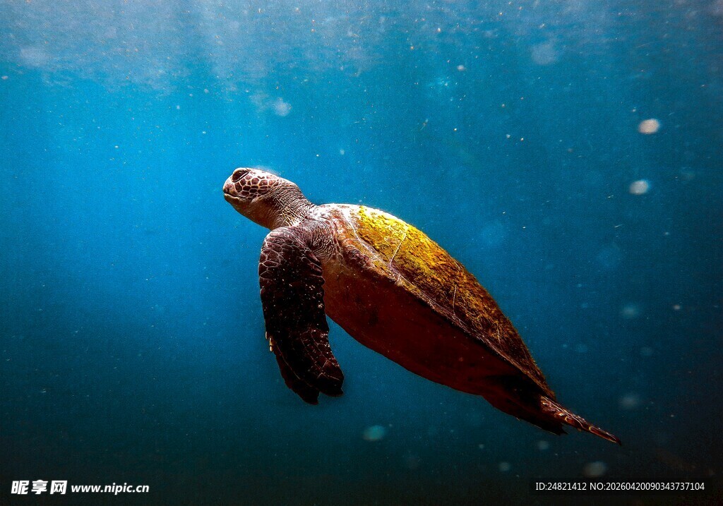 深海中游弋的海龟