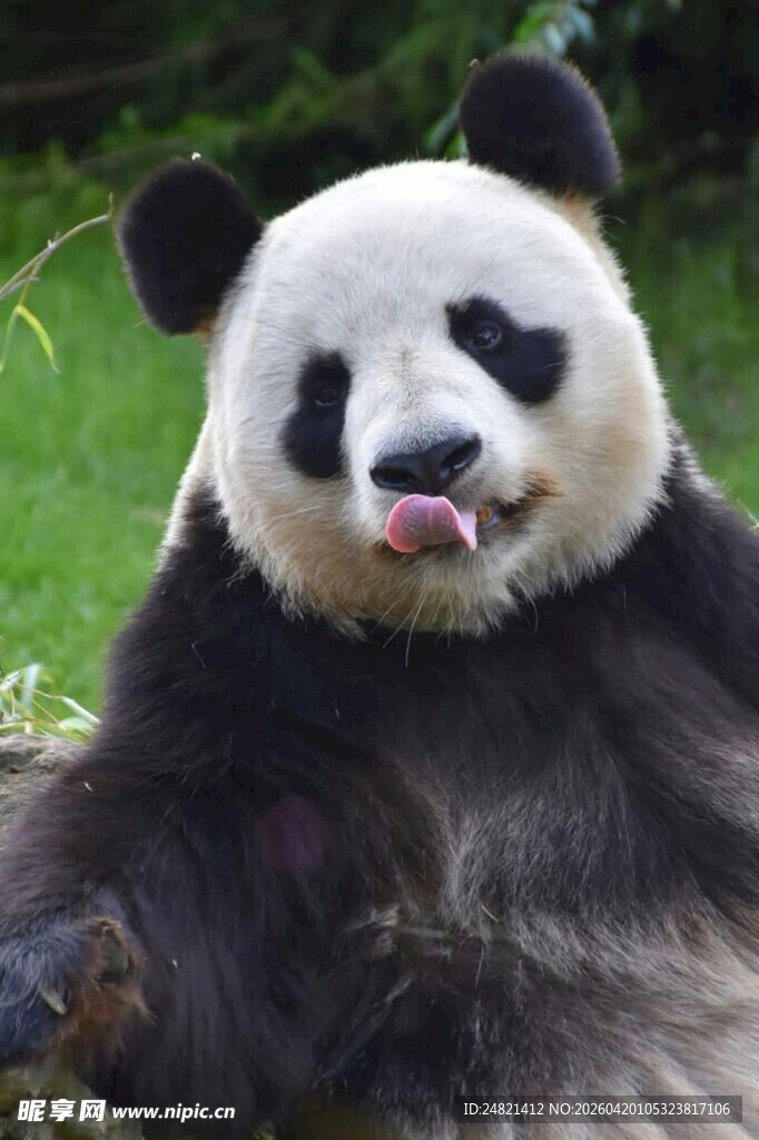吐舌卖萌的可爱大熊猫