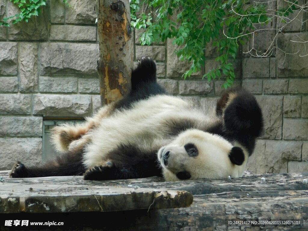 熊猫惬意躺姿萌态尽显