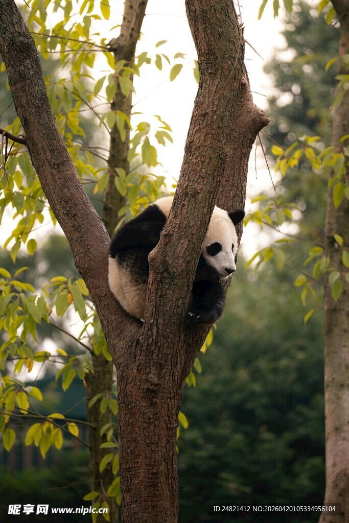 树上憨态可掬的大熊猫