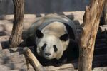趴着休息的大熊猫