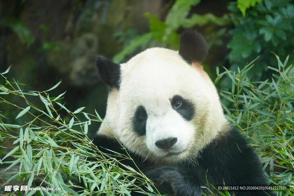 憨态可掬的大熊猫