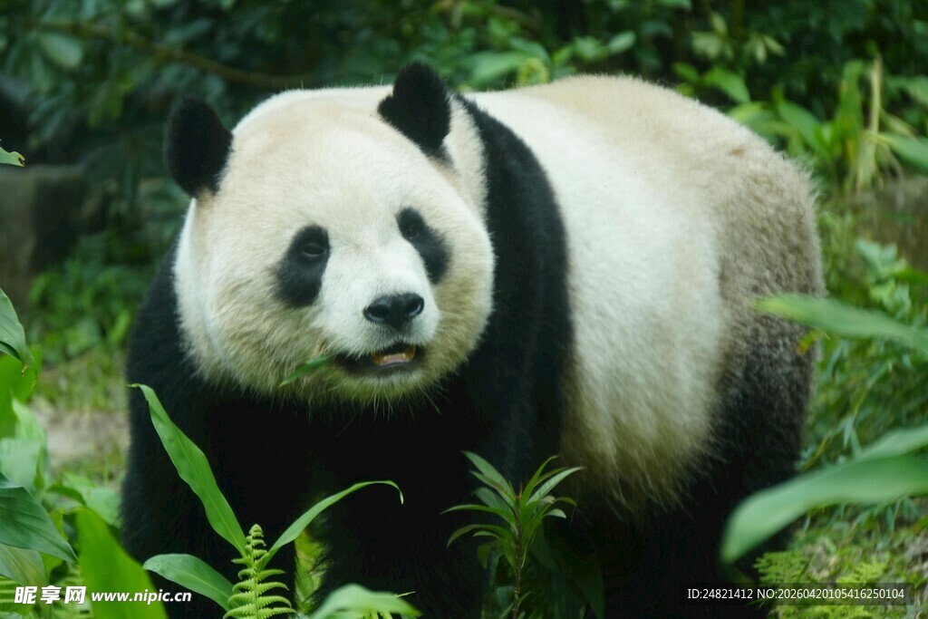 竹林中的大熊猫