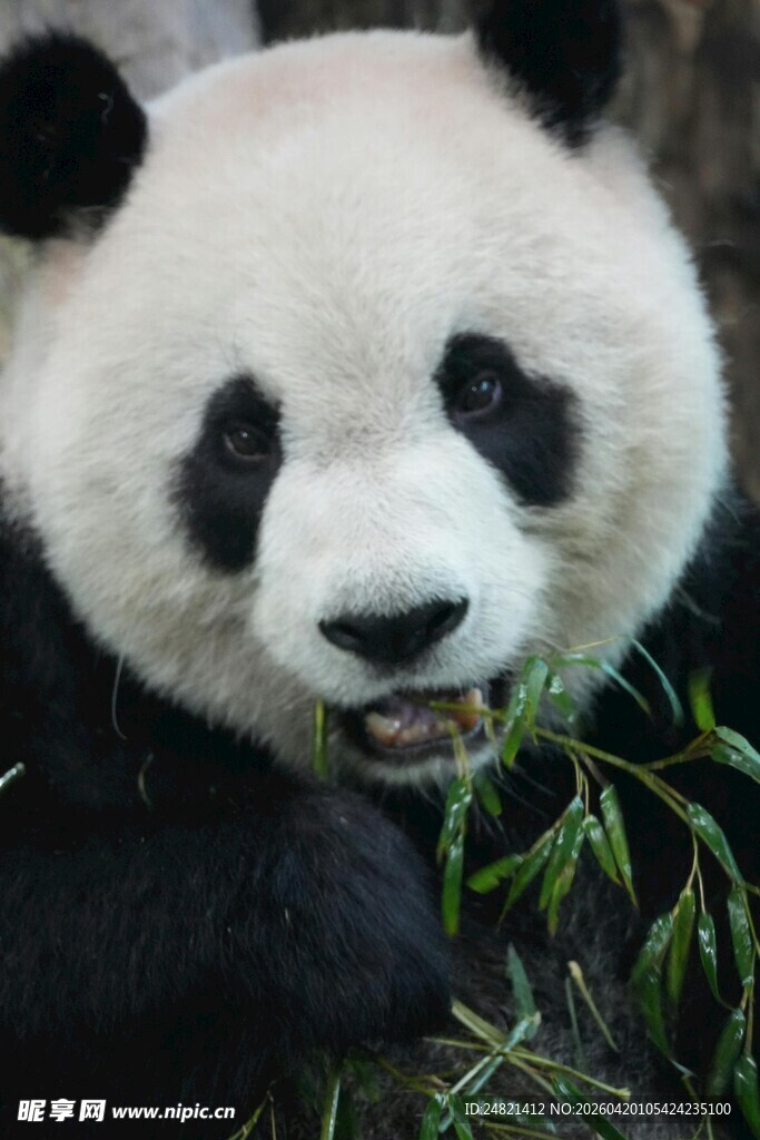 憨态熊猫嚼食新鲜竹子