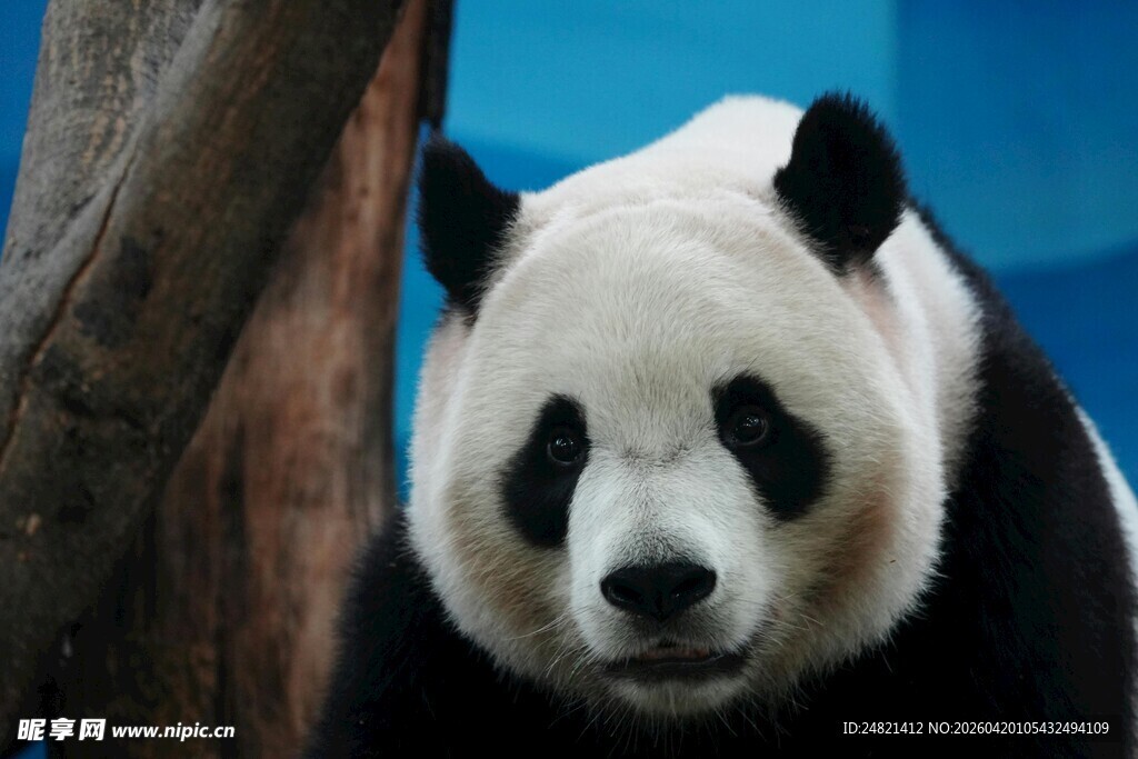 可爱大熊猫近景特写