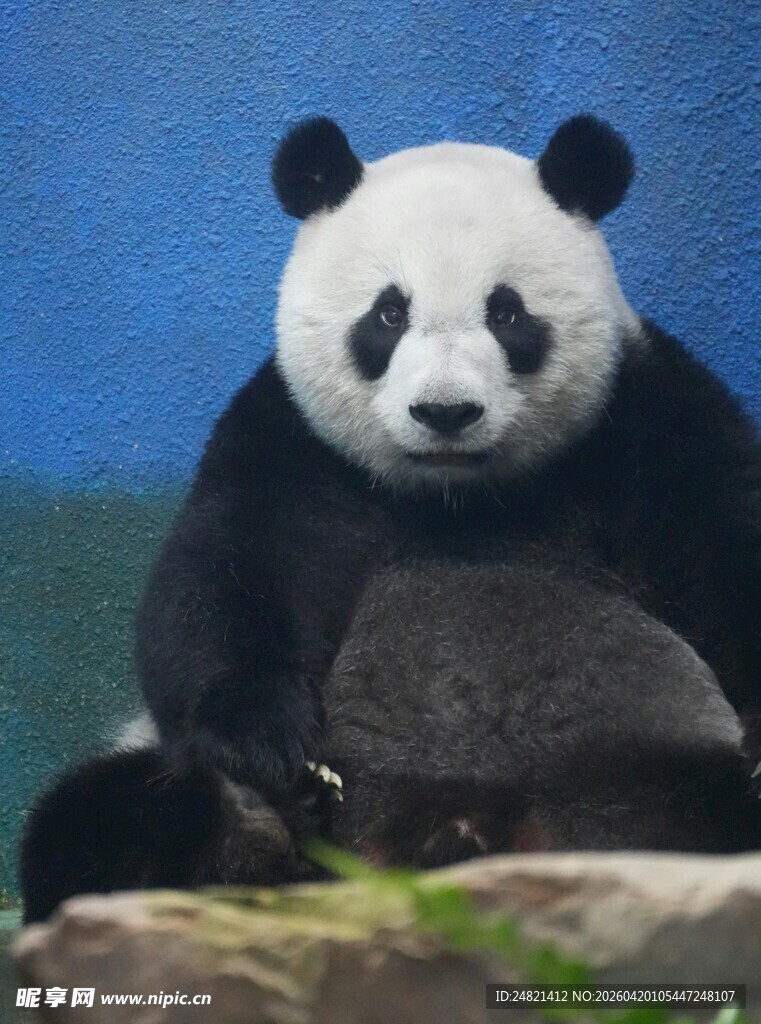 憨态可掬的大熊猫