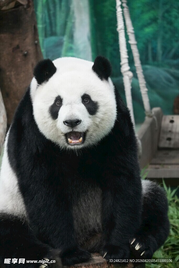 憨态可掬的大熊猫