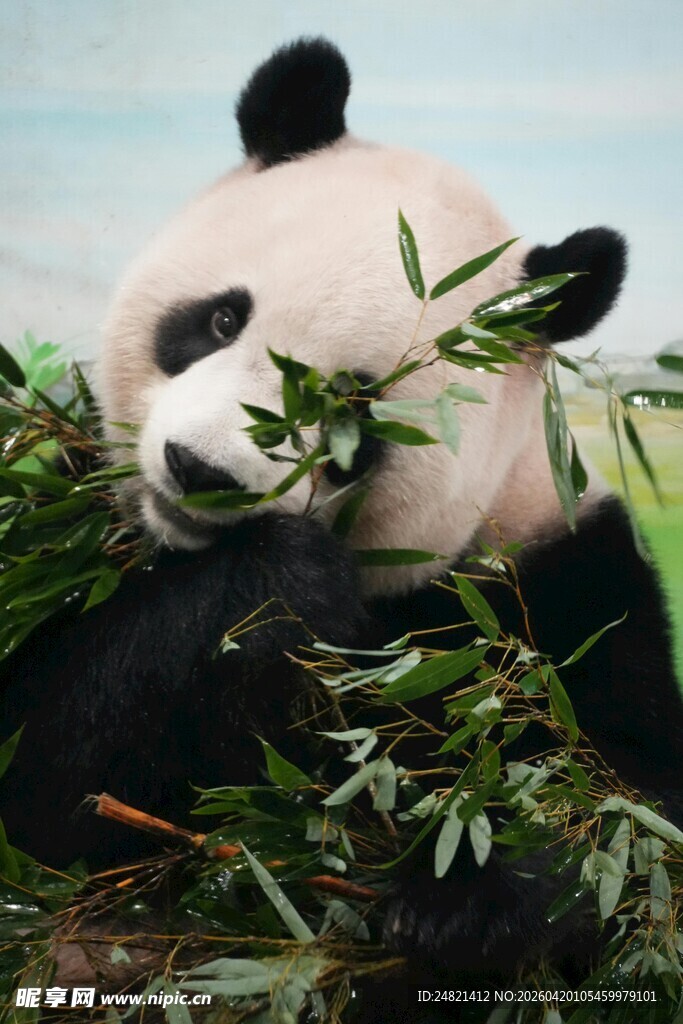 熊猫惬意享用鲜嫩竹子