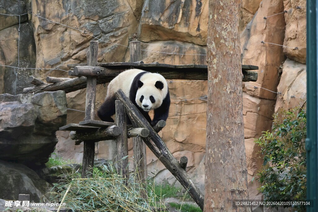 熊猫于栖架上悠然活动