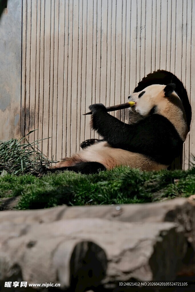 悠闲躺坐进食的可爱熊猫