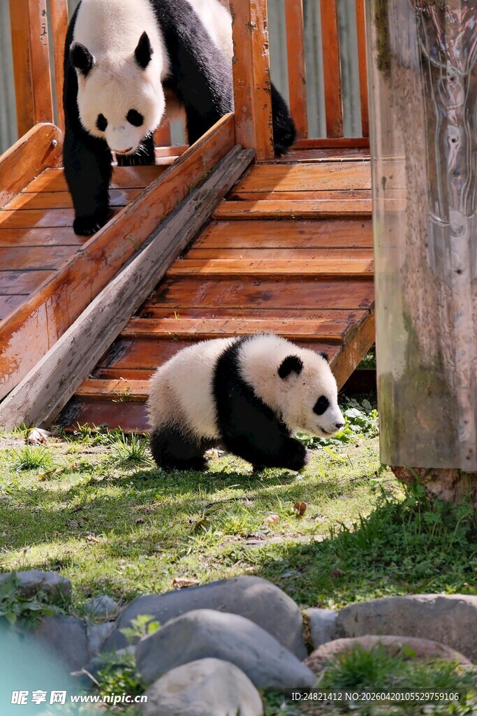 熊猫在户外嬉戏玩耍