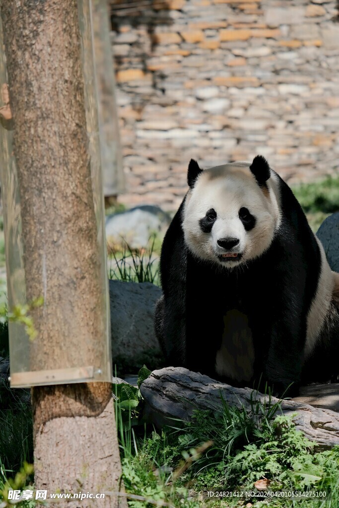 憨态可掬的大熊猫