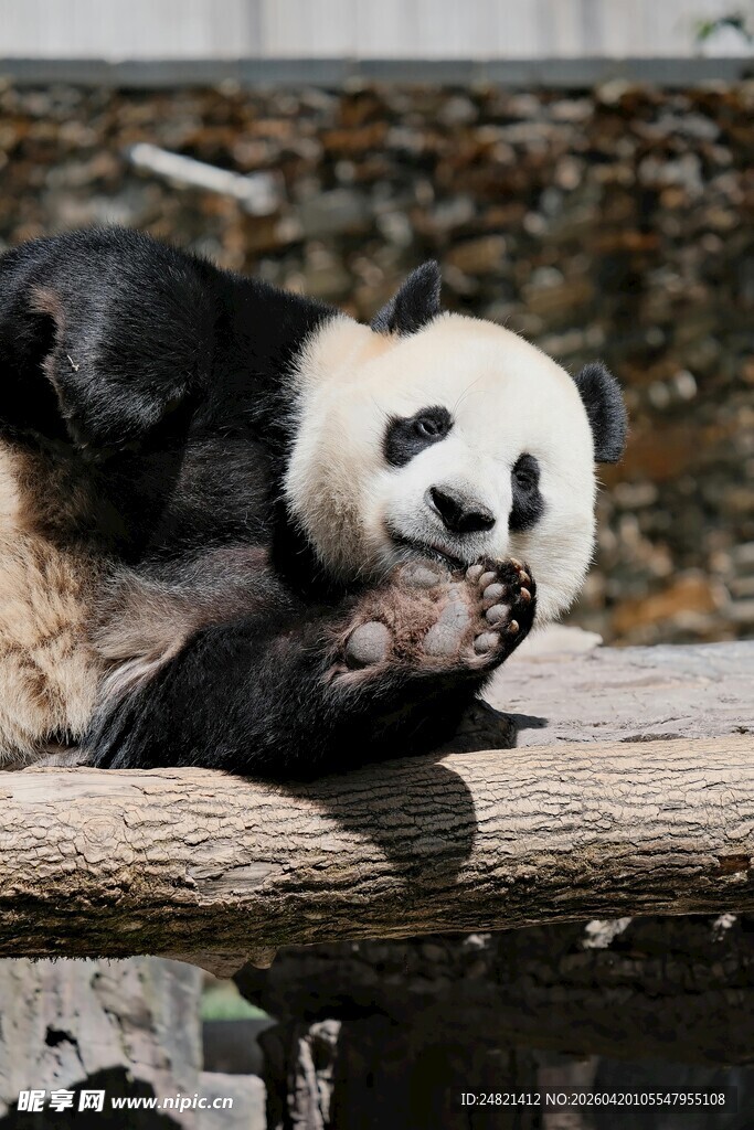 熊猫惬意躺木上