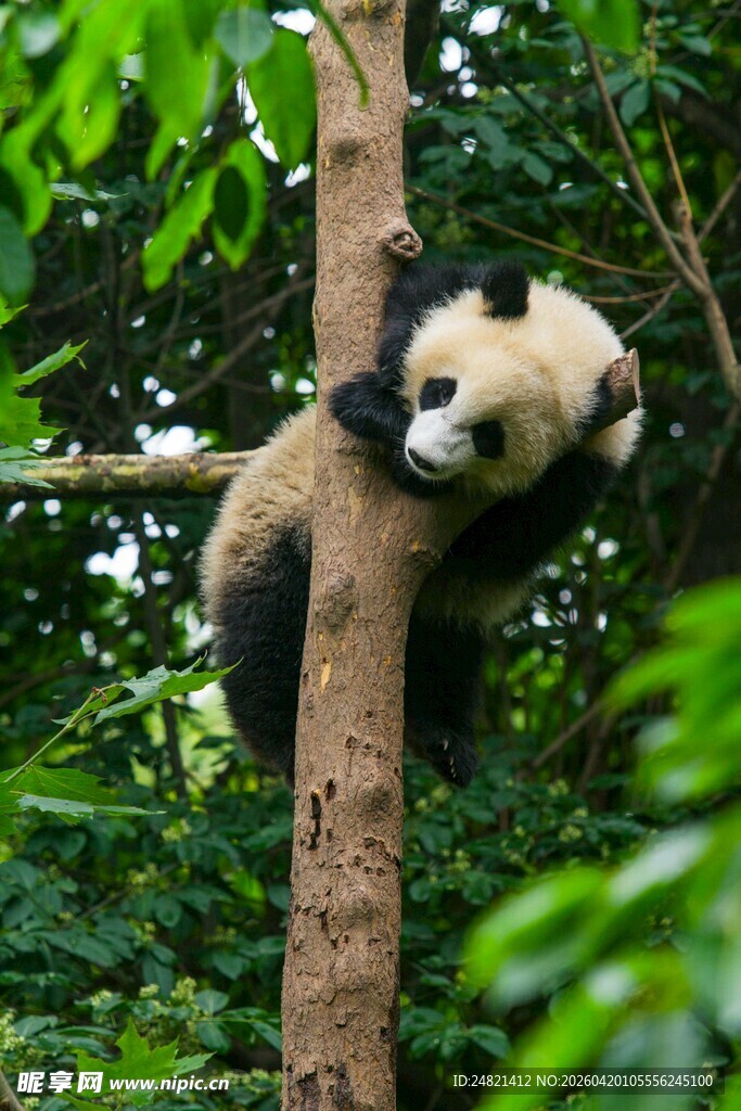 熊猫爬树憨态可掬