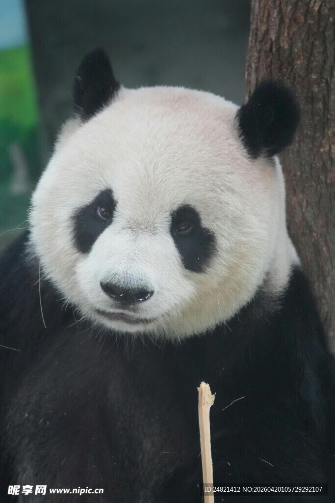 憨态可掬的大熊猫