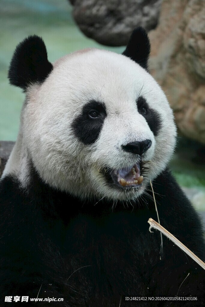 憨态可掬的大熊猫