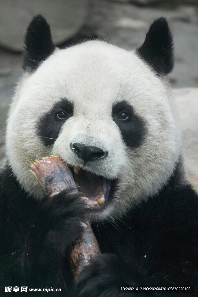 熊猫开心进食瞬间