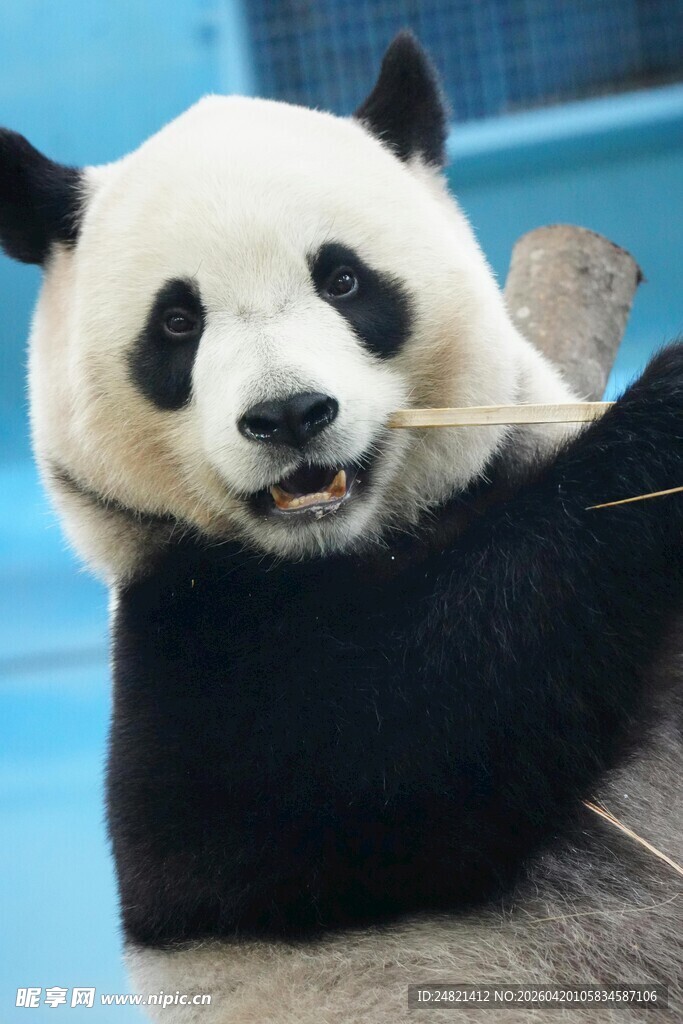 憨态可掬的大熊猫