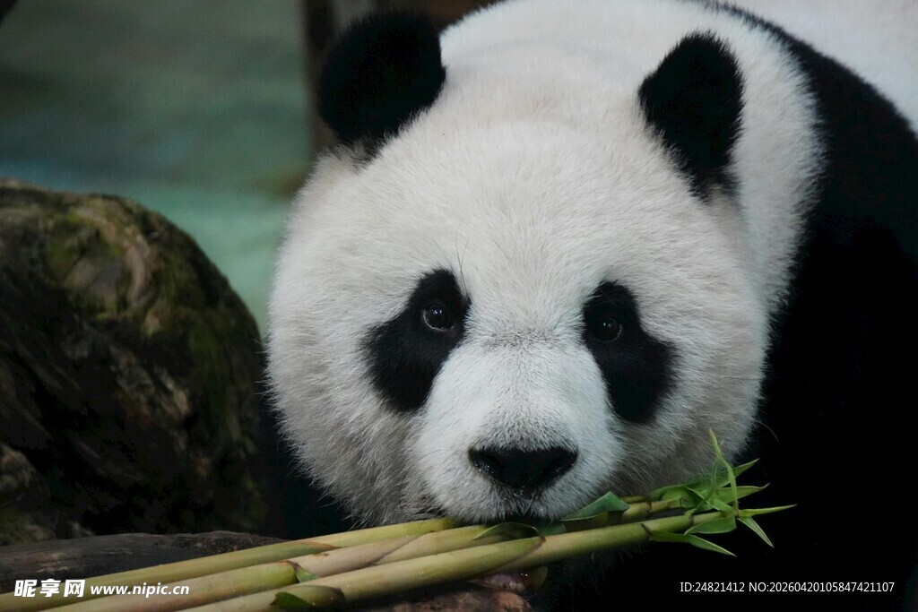 熊猫惬意享用鲜嫩竹子