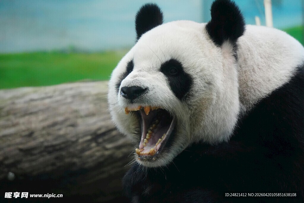 张嘴咆哮的大熊猫