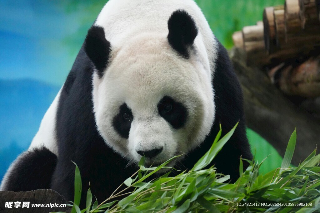 憨态可掬的大熊猫进食图