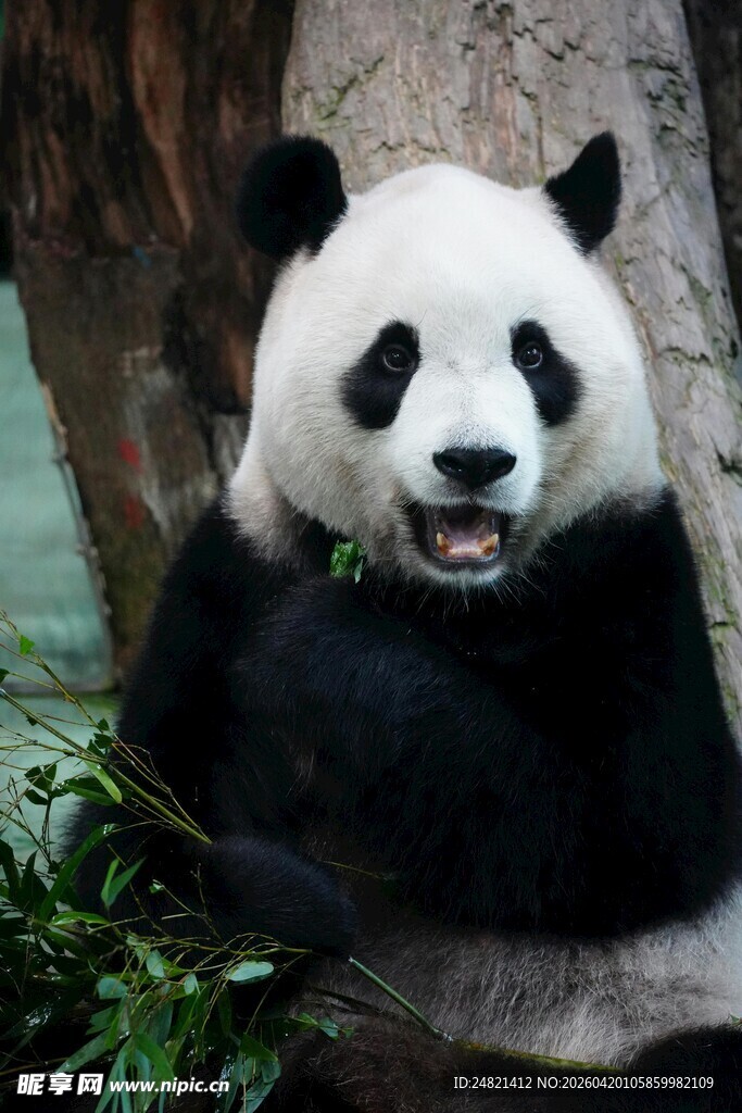 憨态可掬的大熊猫