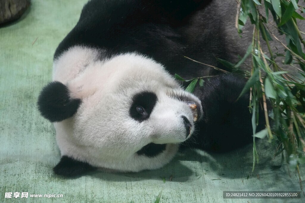 熊猫惬意享用鲜嫩竹子