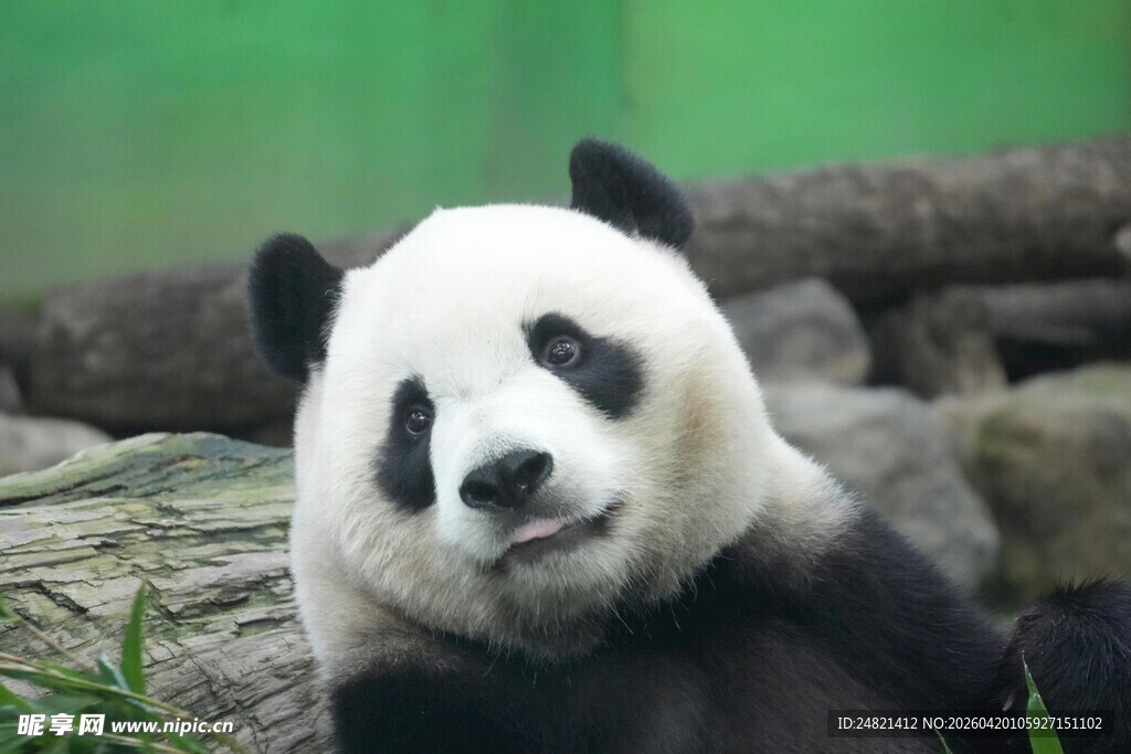 憨态可掬的大熊猫