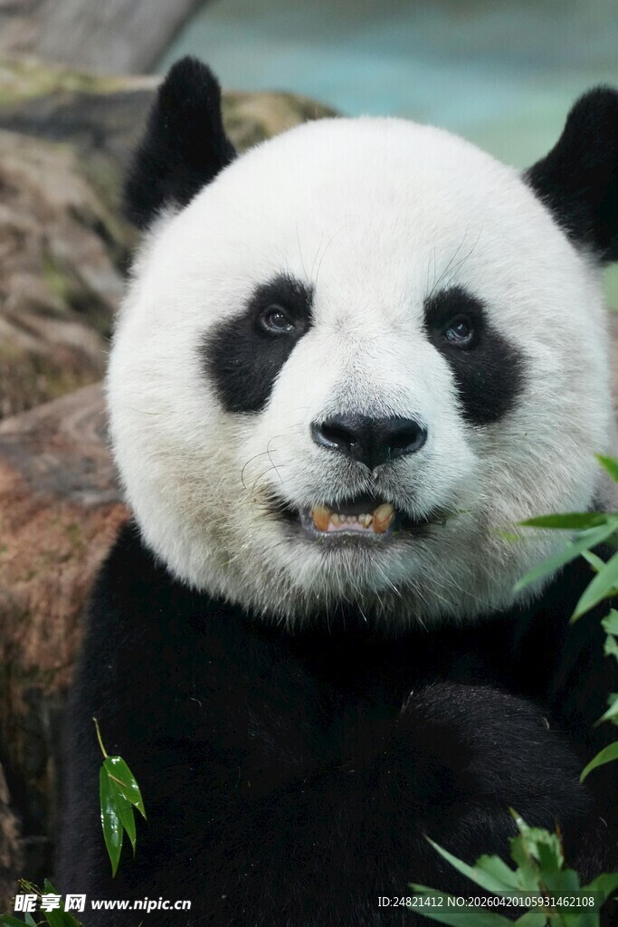 可爱大熊猫抱竹微笑
