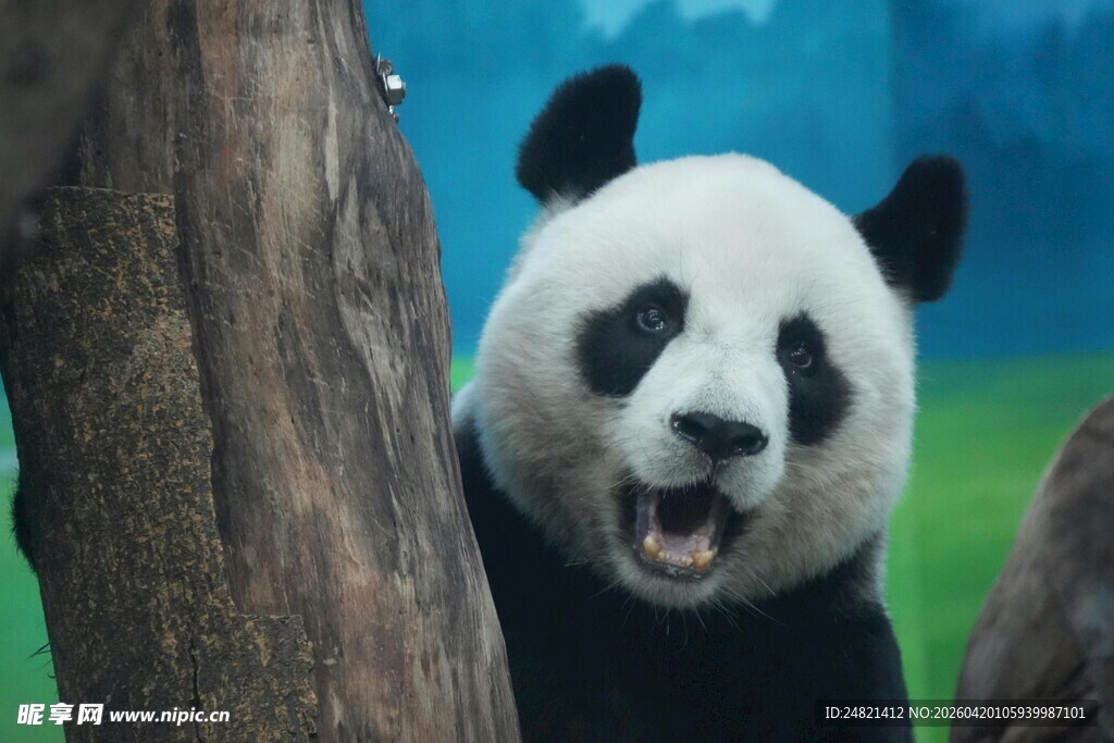 张嘴卖萌的可爱大熊猫